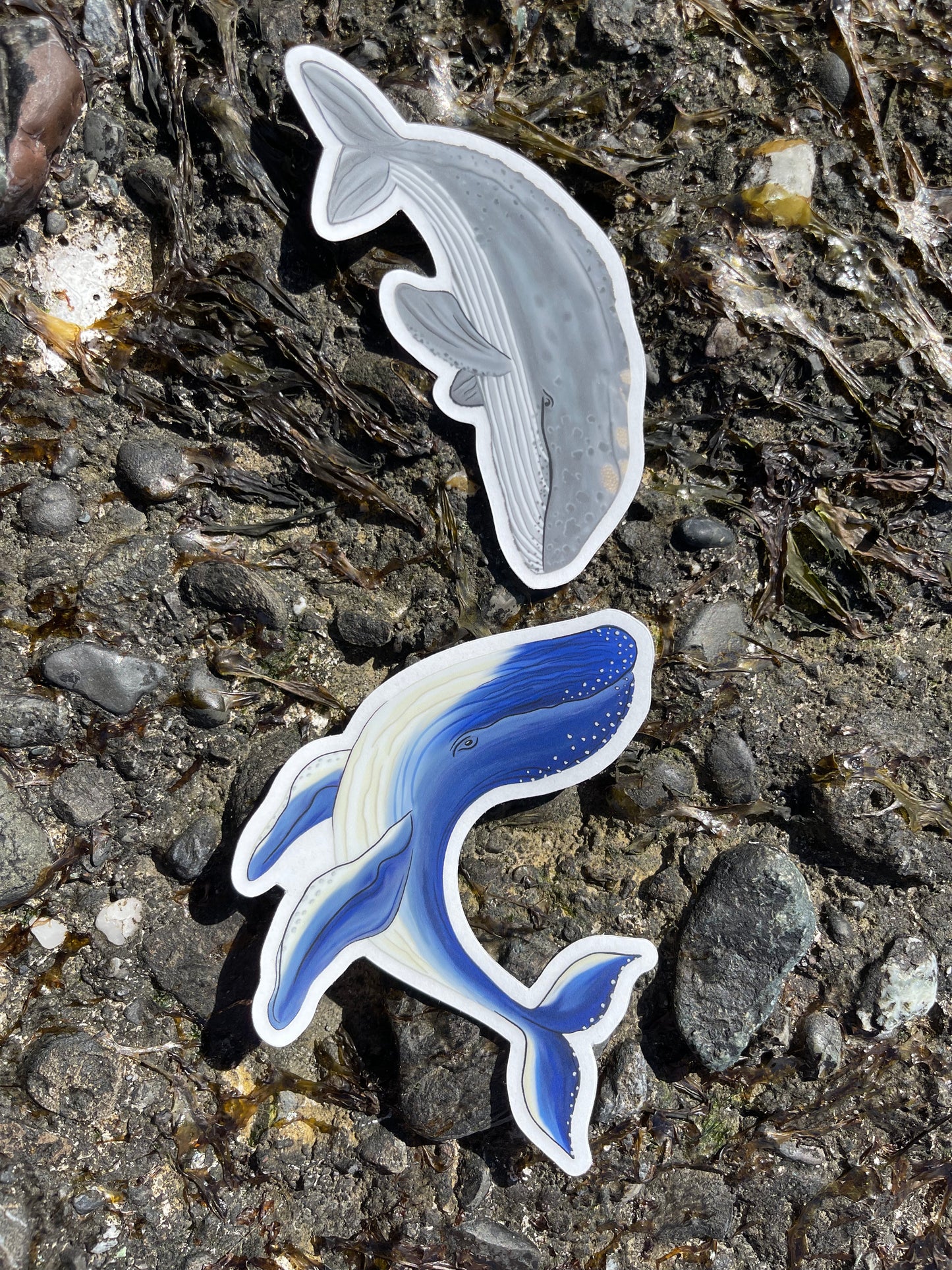 Humpback Whale Clear Sticker
