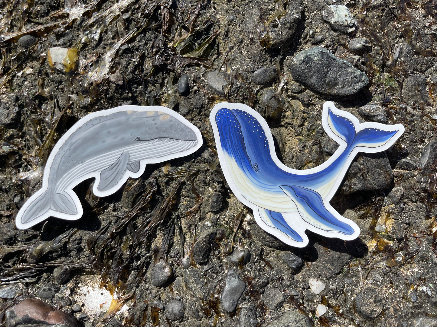 Grey Whale Clear Sticker