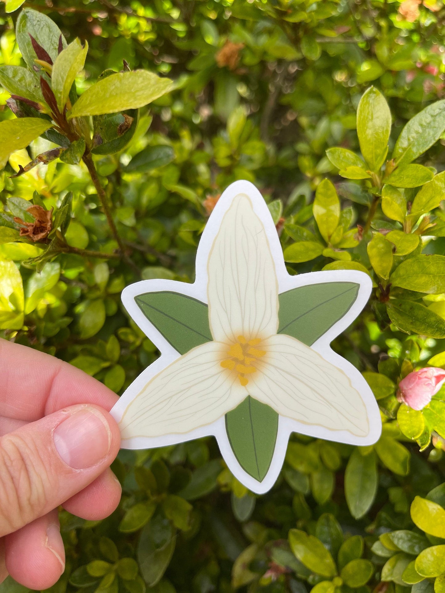 White Trillium