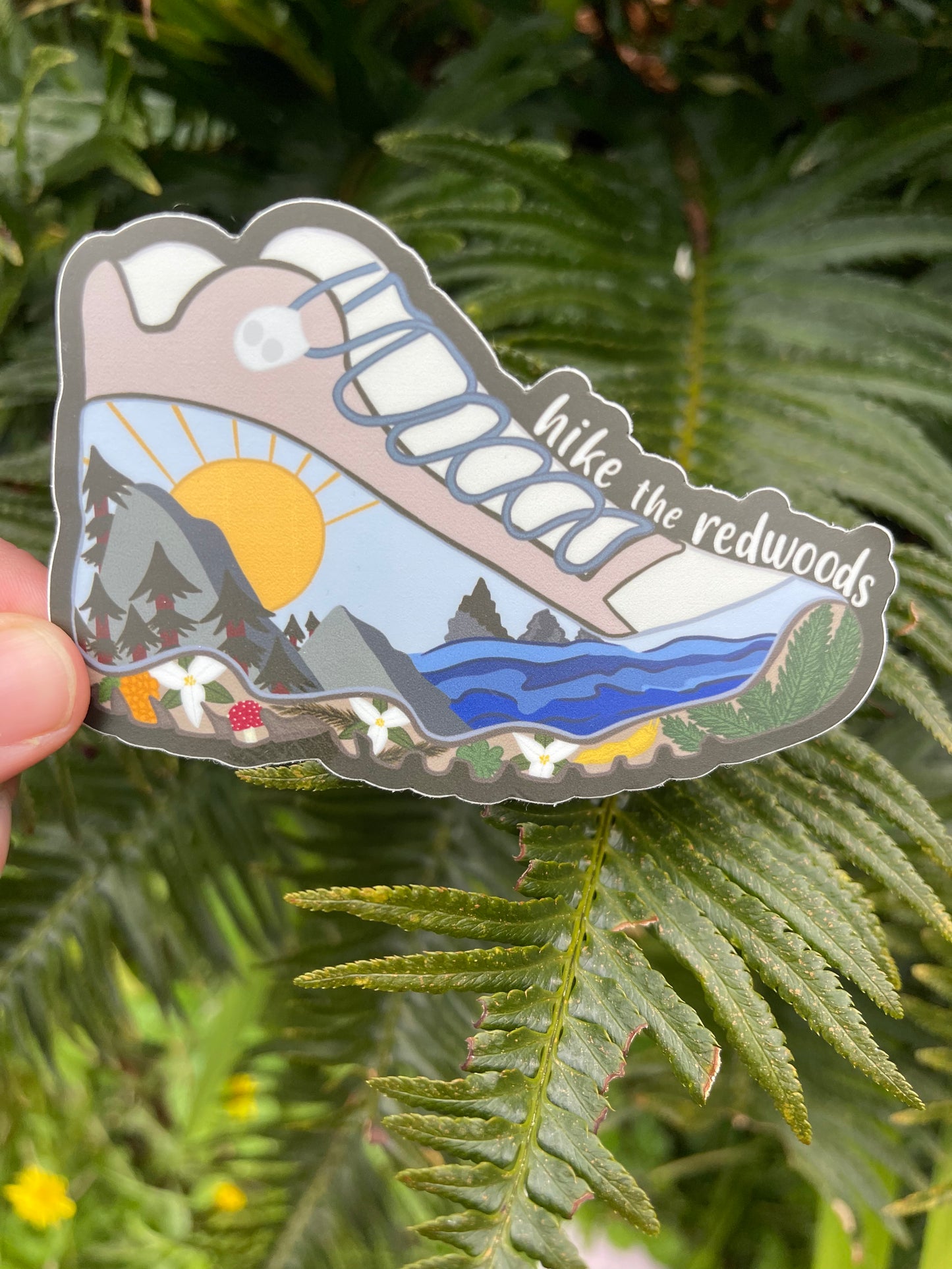 Hike the Redwoods