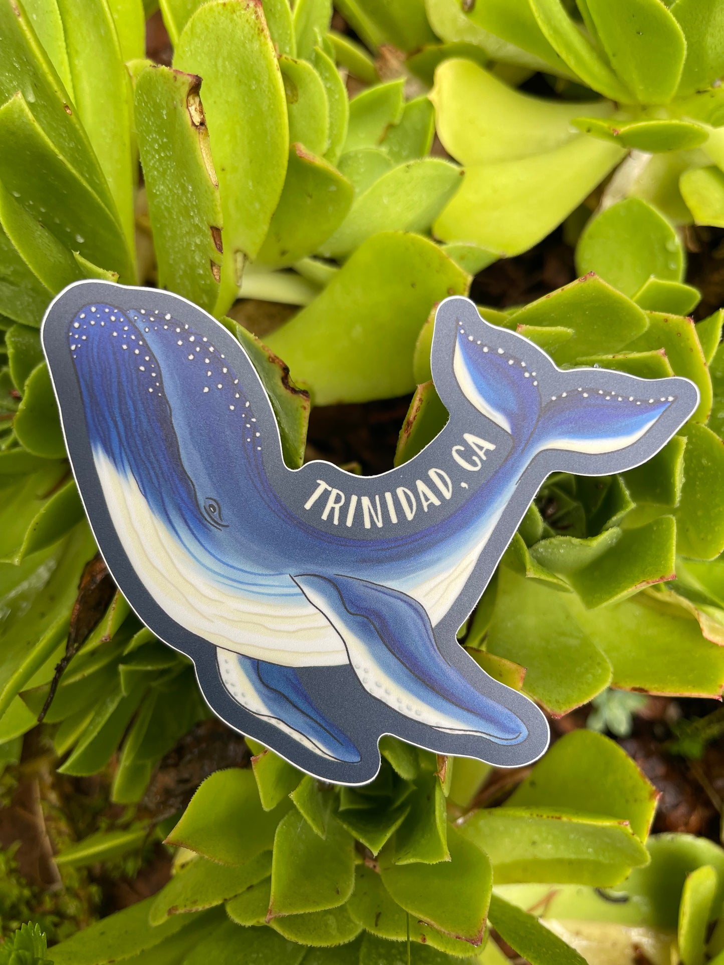 Trinidad, CA Humpback Whale Sticker