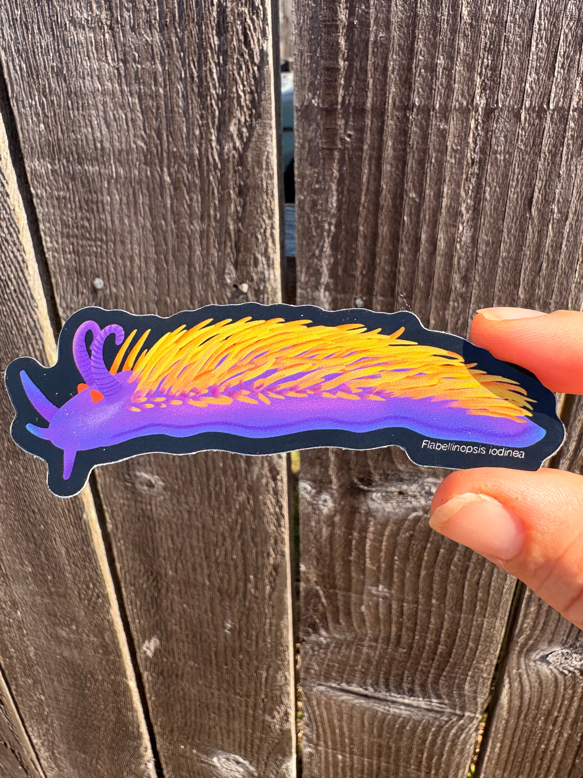 Holographic Spanish Shawl Nudibranch Sticker