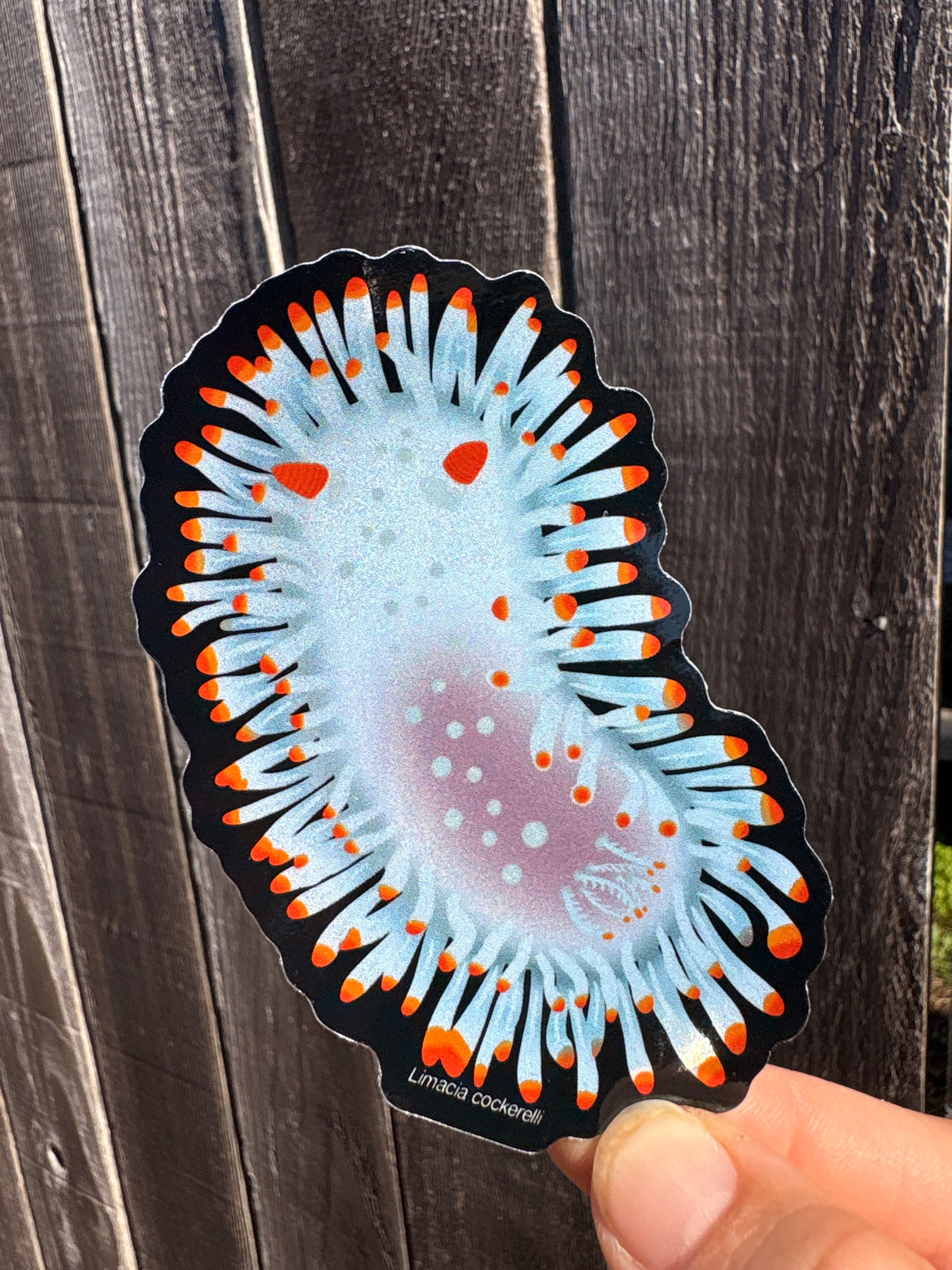 Shiny Nudibranch Sticker (Cockerell's Dorid)