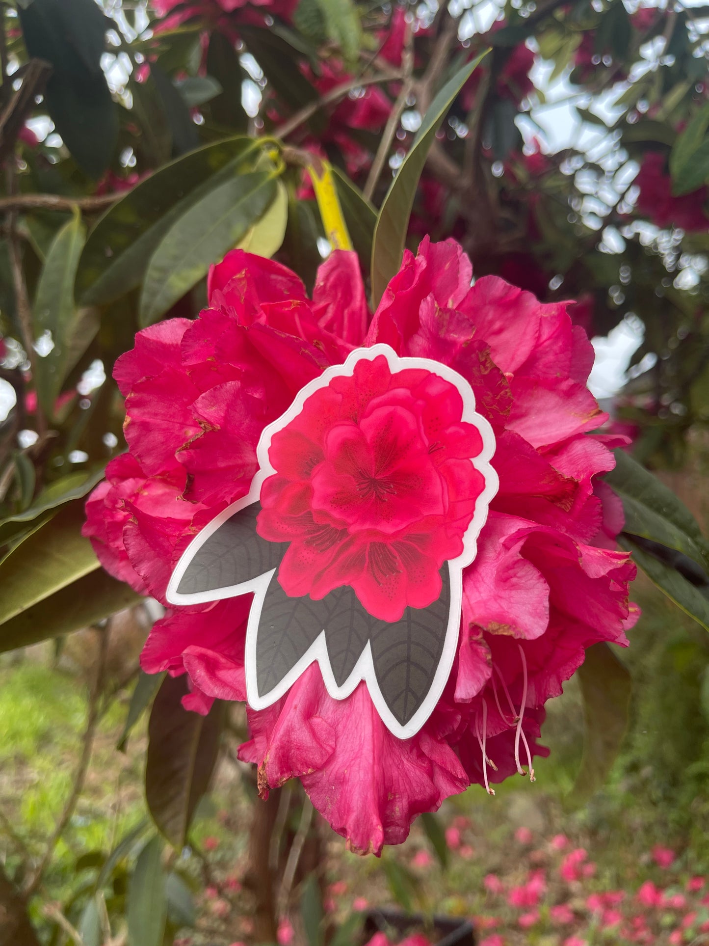 Pink Rhododendron Sticker