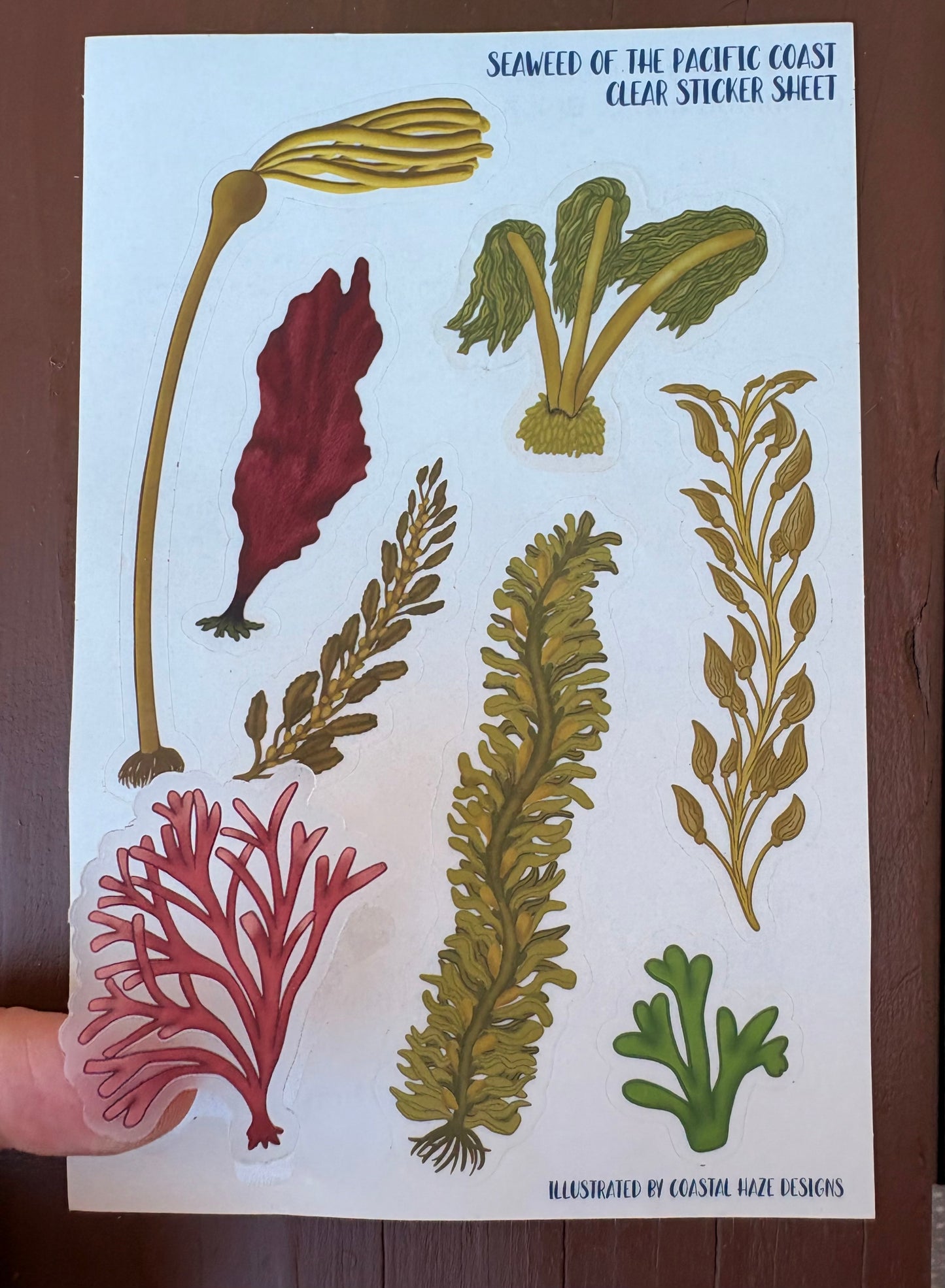 Seaweed of the Pacific Coast Clear Sticker Sheet