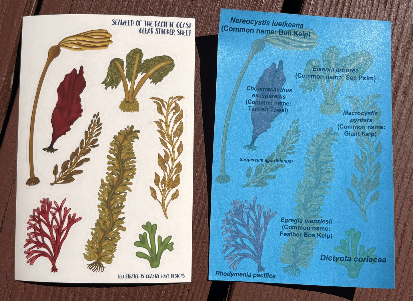 Seaweed of the Pacific Coast Clear Sticker Sheet