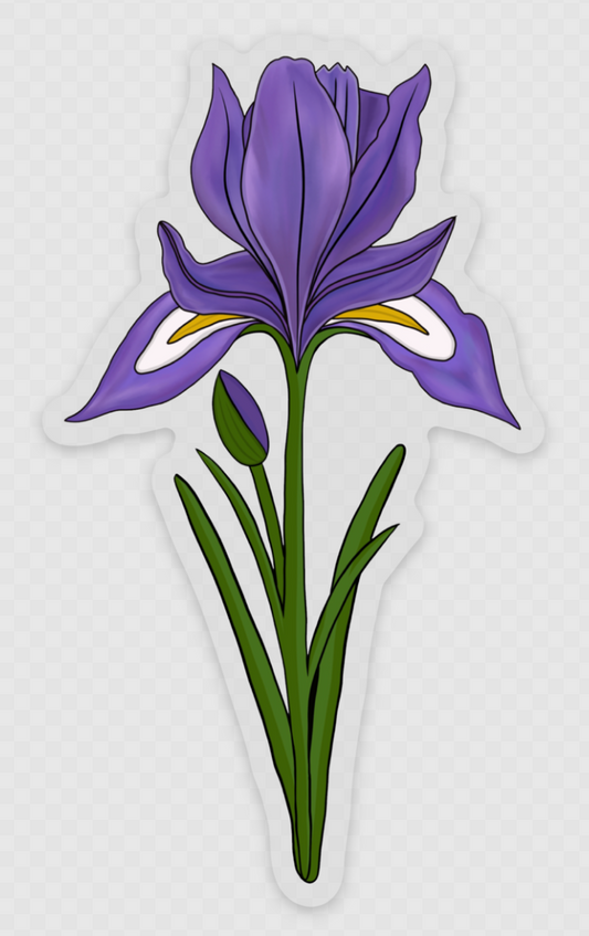 Douglas Iris Flower