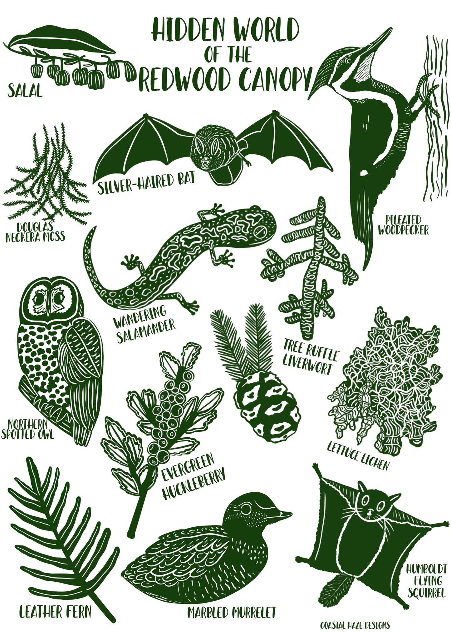 Redwood Canopy Postcard