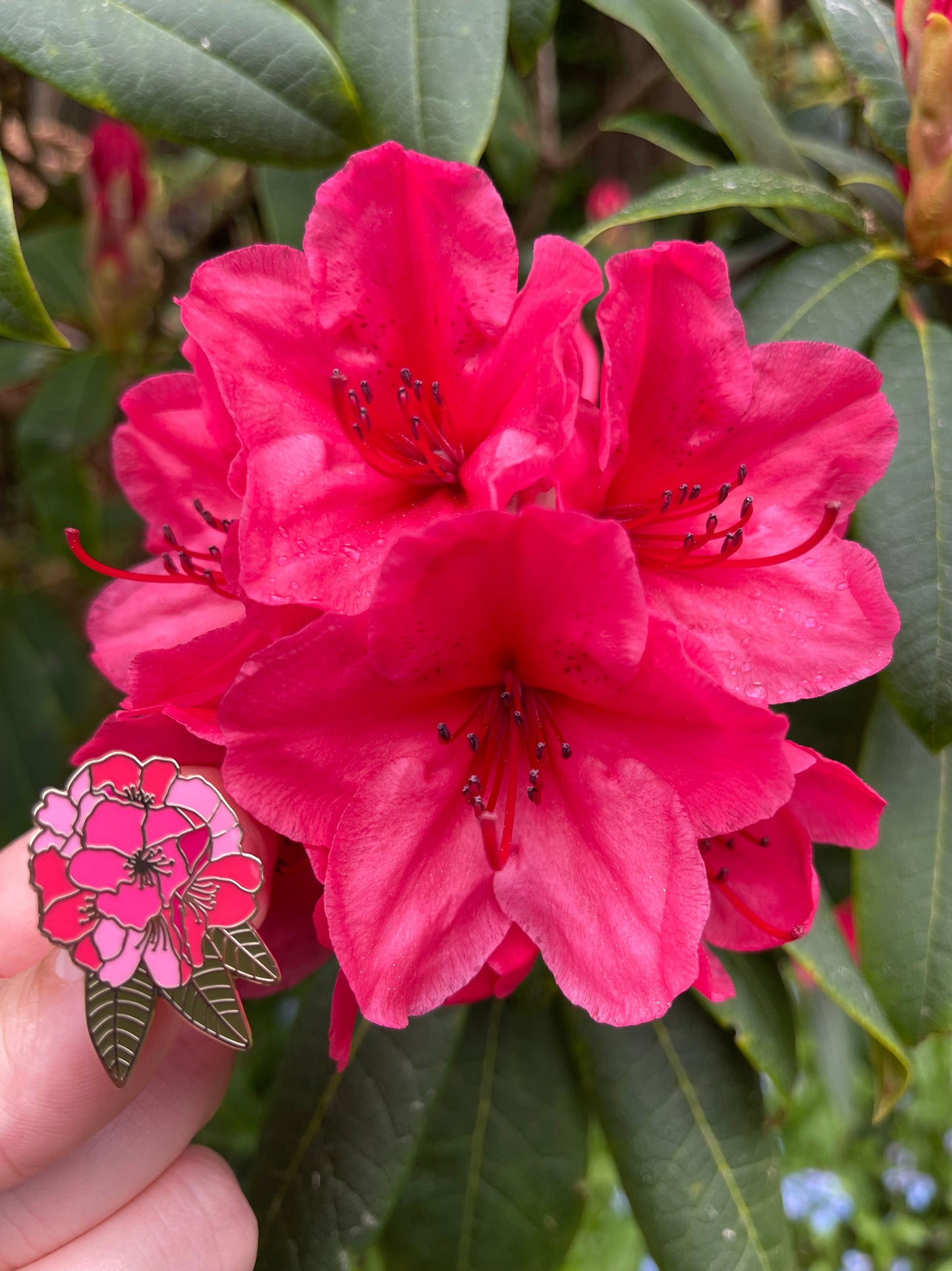 Pink Rhododendron Hard Enamel Pin