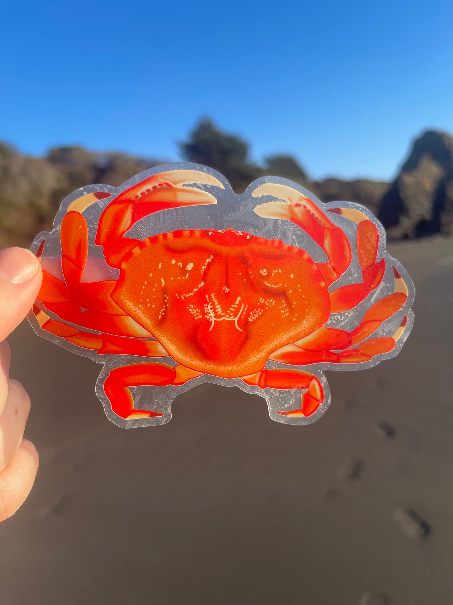 Dungeness Crab Clear Vinyl Sticker