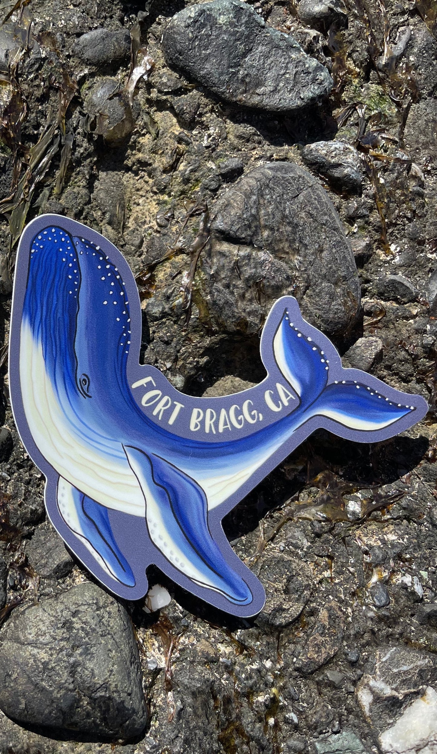 Fort Bragg Humpback Whale Sticker