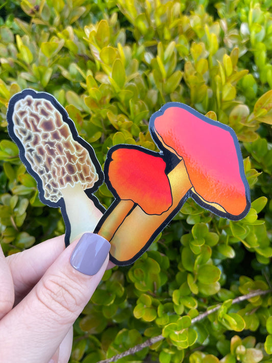 Holographic Morel and Scarlet Waxy Cap