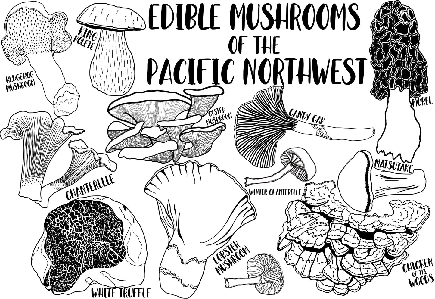 PNW Mushroom Postcard